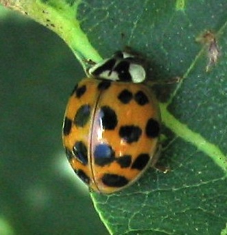 harmonia axyridis asian lady beetle