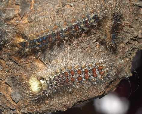 Gypsy moth caterpillars: Lymantria dispar