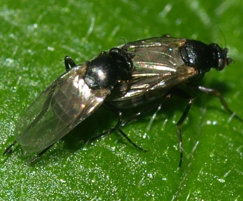 mating phoridae (scuttle flies)