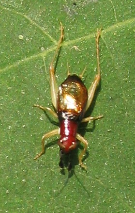 Phyllopalpus pulchellus