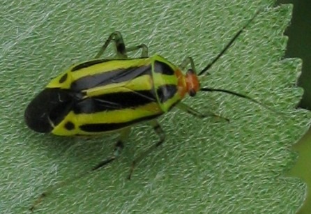 Poecilocapsus lineatus four-lined plant bug
