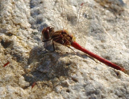 Sympetrum vicinum (male): autumn meadowhawk