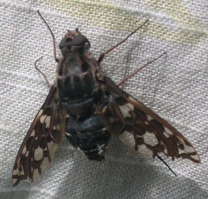 tiger bee fly