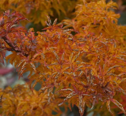 Acer palmatum 'Shishigashira'