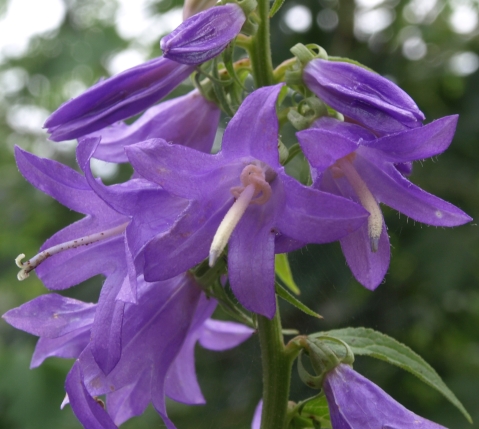 ladybells