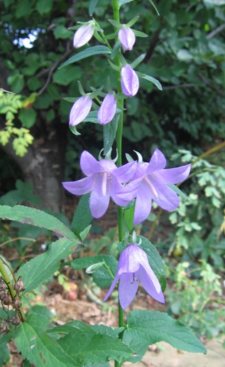 Adenophora polyantha