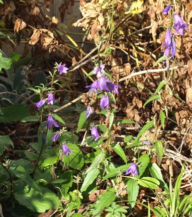 Adenophora polyantha