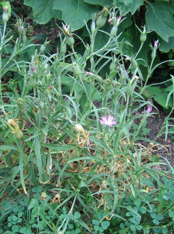 corn cockle