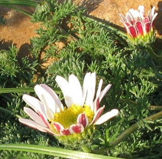 Mount Atlas daisy