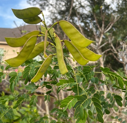 Caesalpinia mexicana
