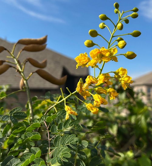 Caesalpinia mexicana