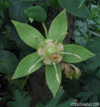 Codonopsis lanceolata after flowering