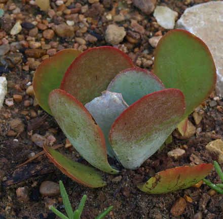 Kalanchoe tetraphylla
