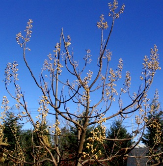 Paulownia tomentosa - Architectural Plants