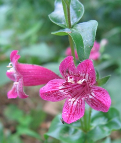 scarlet penstemon; Heller's beardtongue