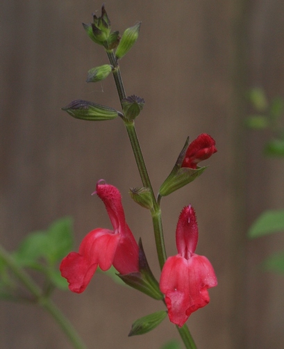 Salvia microphylla 'Hot Lips'