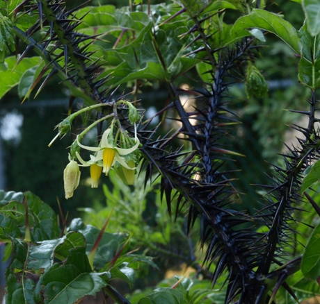 Solanum atropurpureum