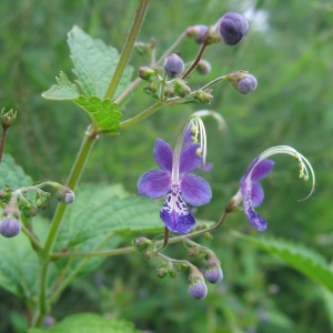 Caryopteris divaricata