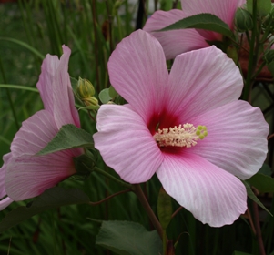 Hibiscus moscheutos: hardy hibiscus, swamp mallow