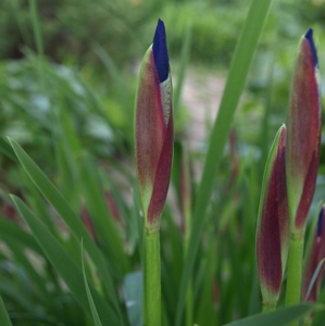Iris sibirica: Siberian iris in bud