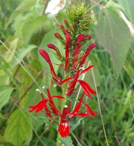 Lobelia cardinalis: cardinal flower