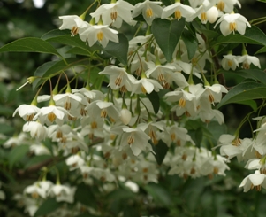 Styrax japonicus: Japanese snowbell