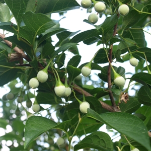 Styrax japonicus: Japanese snowbell fruit