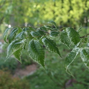 Zelkova serrata 'Goshiki': variegated Japanese elm, early spring