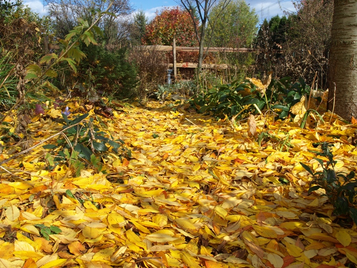 Autumn leaves in the garden - a cherry carpet