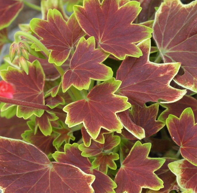 Pelargonium 'Vancouver Centennial': tender geranium