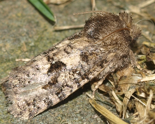 acrolophus arcanella: tubeworm moth