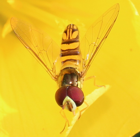 oblique streaktail syrphid hoverfly: Allograpta obliqua