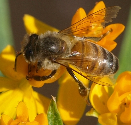 honeybee: Apis mellifera