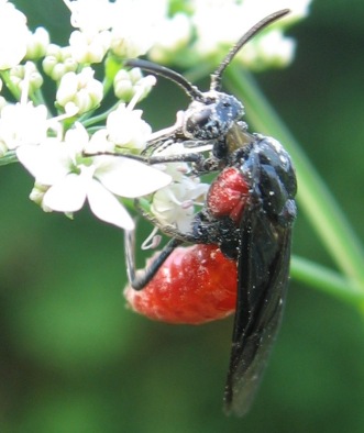 argidae argid sawfly
