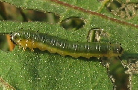 hibiscus sawfly larva atomacera decepta