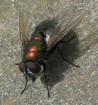 orange-bodied blowfly