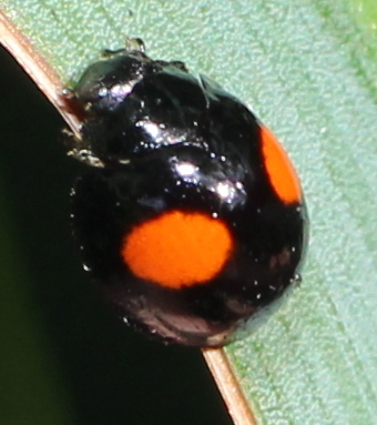 shortbanded spurleg ladybird beetle: brachiacantha subfasciata