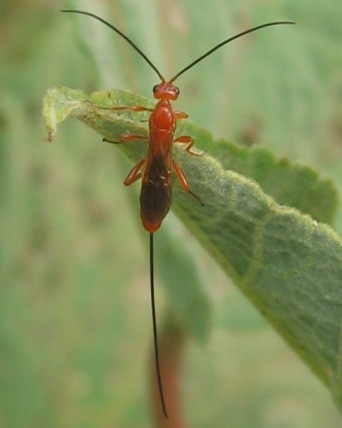 braconid wasp - red