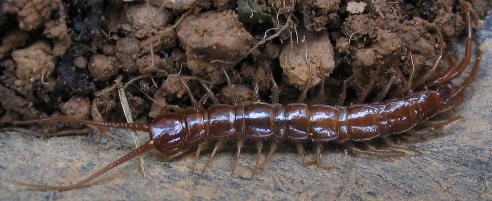 soil centipede lithobius forficatus