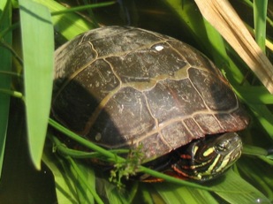 Chrysemys picta picta: painted turtle