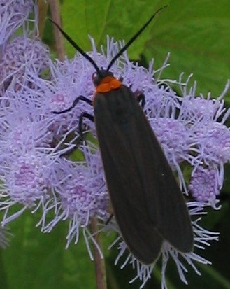 cisseps fulvicollis yellow-collared scape moth