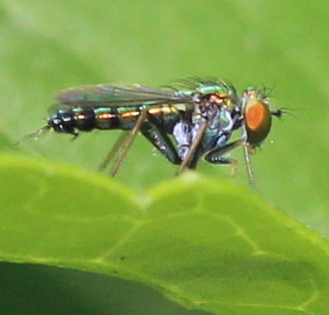 Condylostylus caudatus long-legged fly