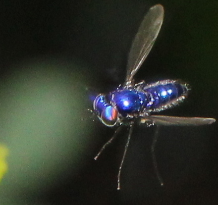 blue long-legged fly Condylostylus mundus