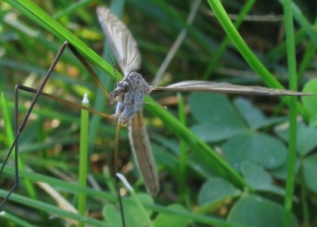 tipulidae crane fly
