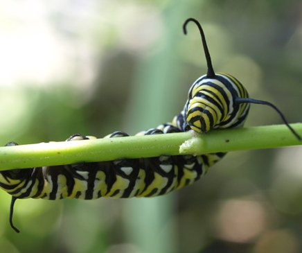 monarch caterpillar - danaus plexippus