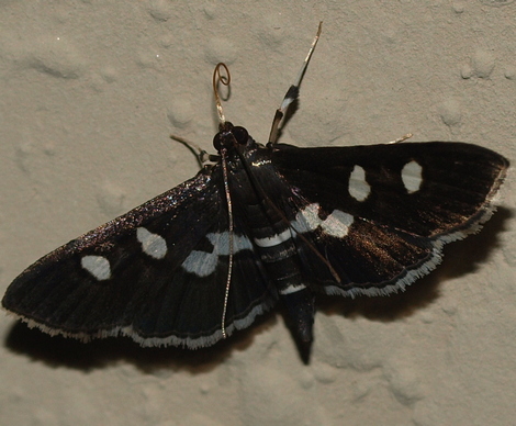 moth: desmia