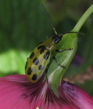 cucumber beetle Diabrotica undecimpunctata