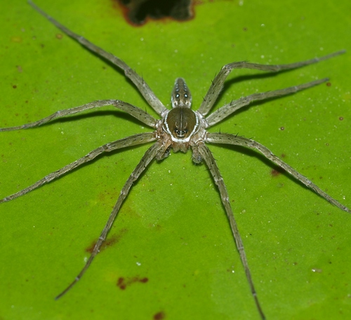 six-spotted fishing spider: Dolomedes triton