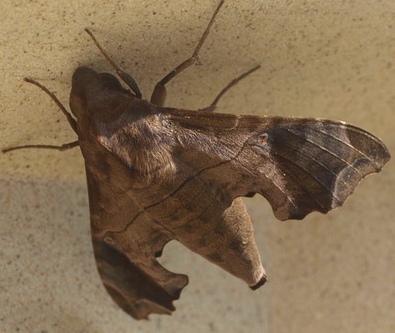 enyo lugubris: mournful sphinx moth