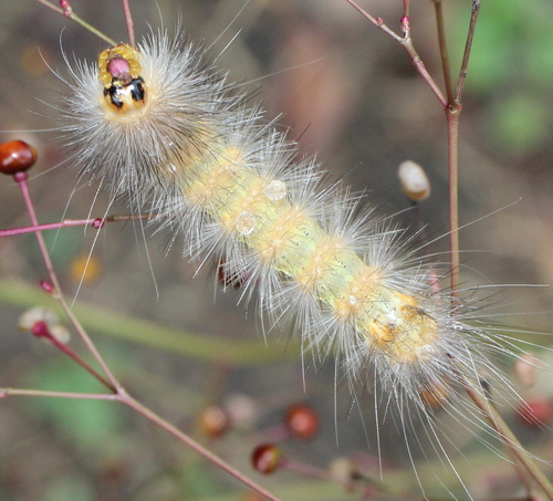 Salt marsh moth caterpillar: Estigmene acrea